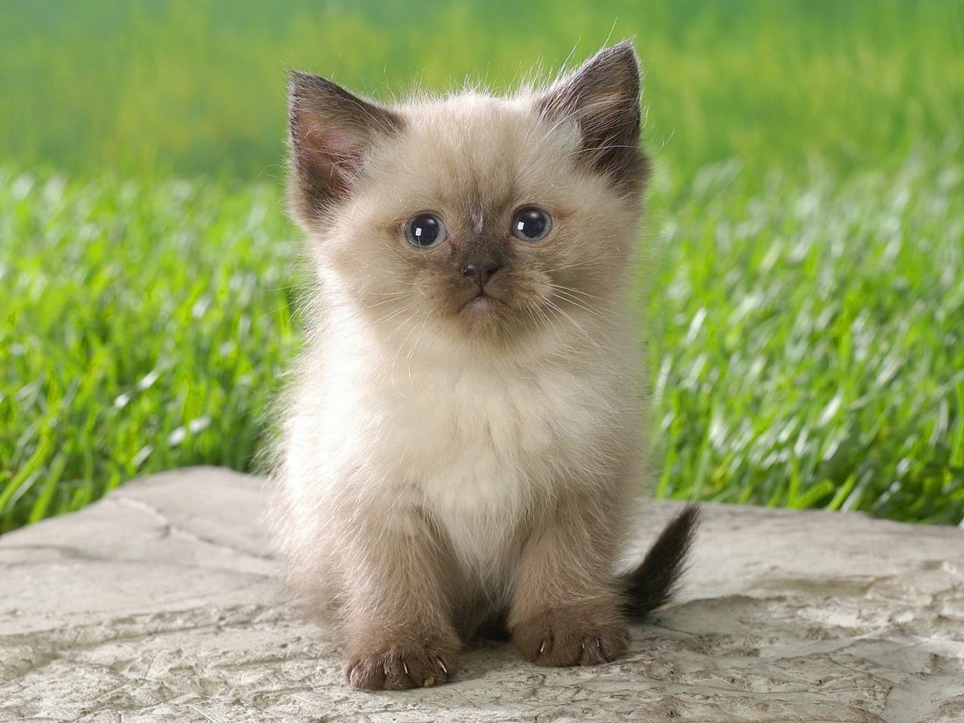 gatos lindo mamífero gato animal pequeño piel mascota ojo retrato sentarse ver joven naturaleza