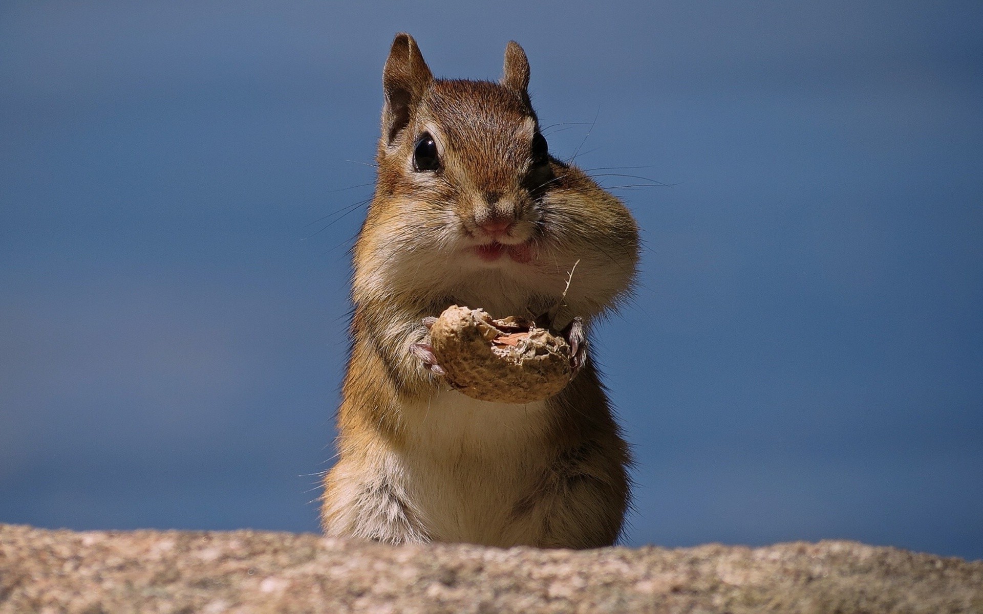 proteins mammal rodent wildlife cute squirrel outdoors nature fur little