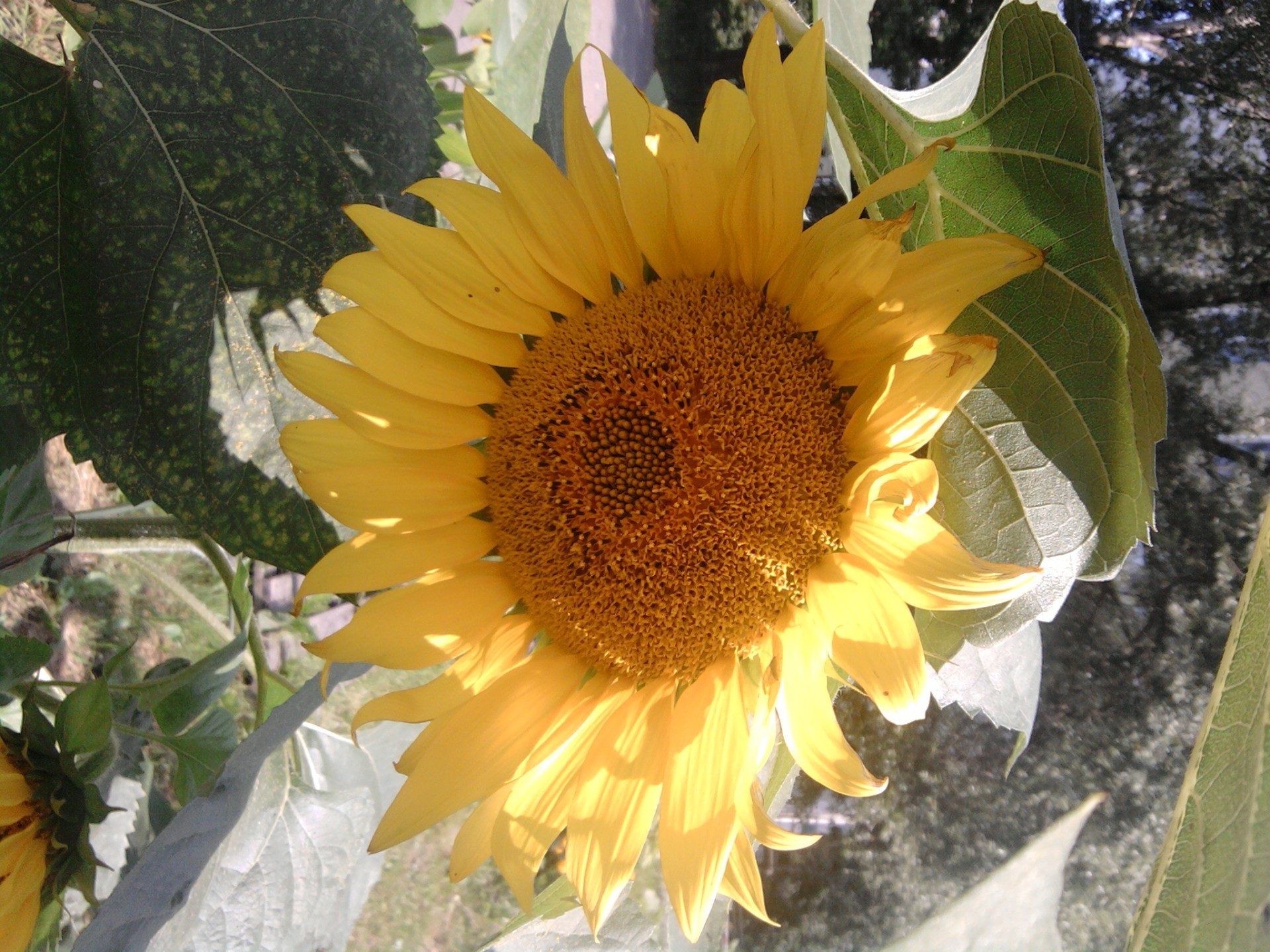 girasoli natura flora foglia estate fiore giardino luminoso colore bella sole bel tempo crescita close-up floreale stagione petalo