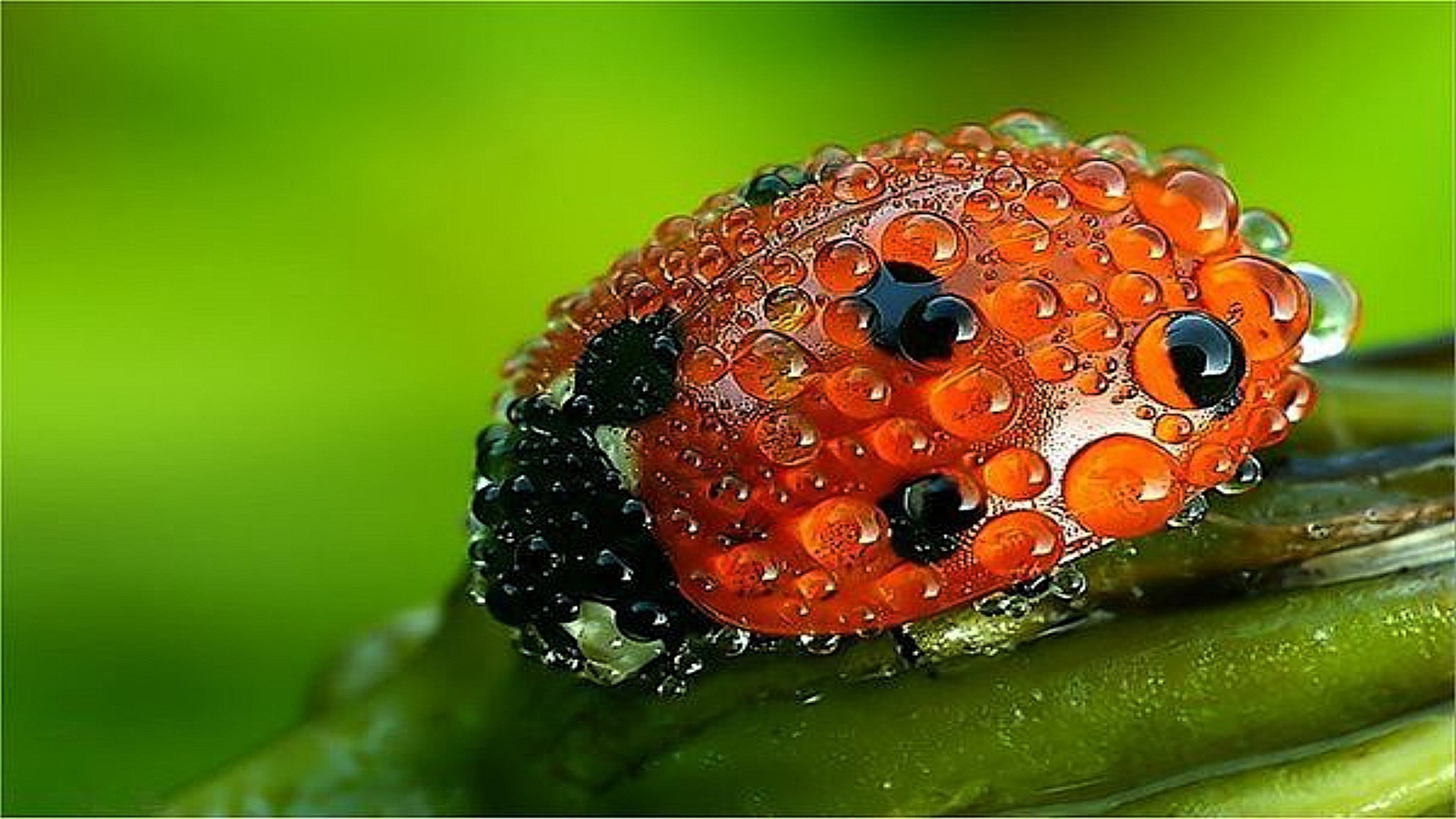 owady zbliżenie natura pulpit kolor jedzenie liść ogród obok owoce flora jasny