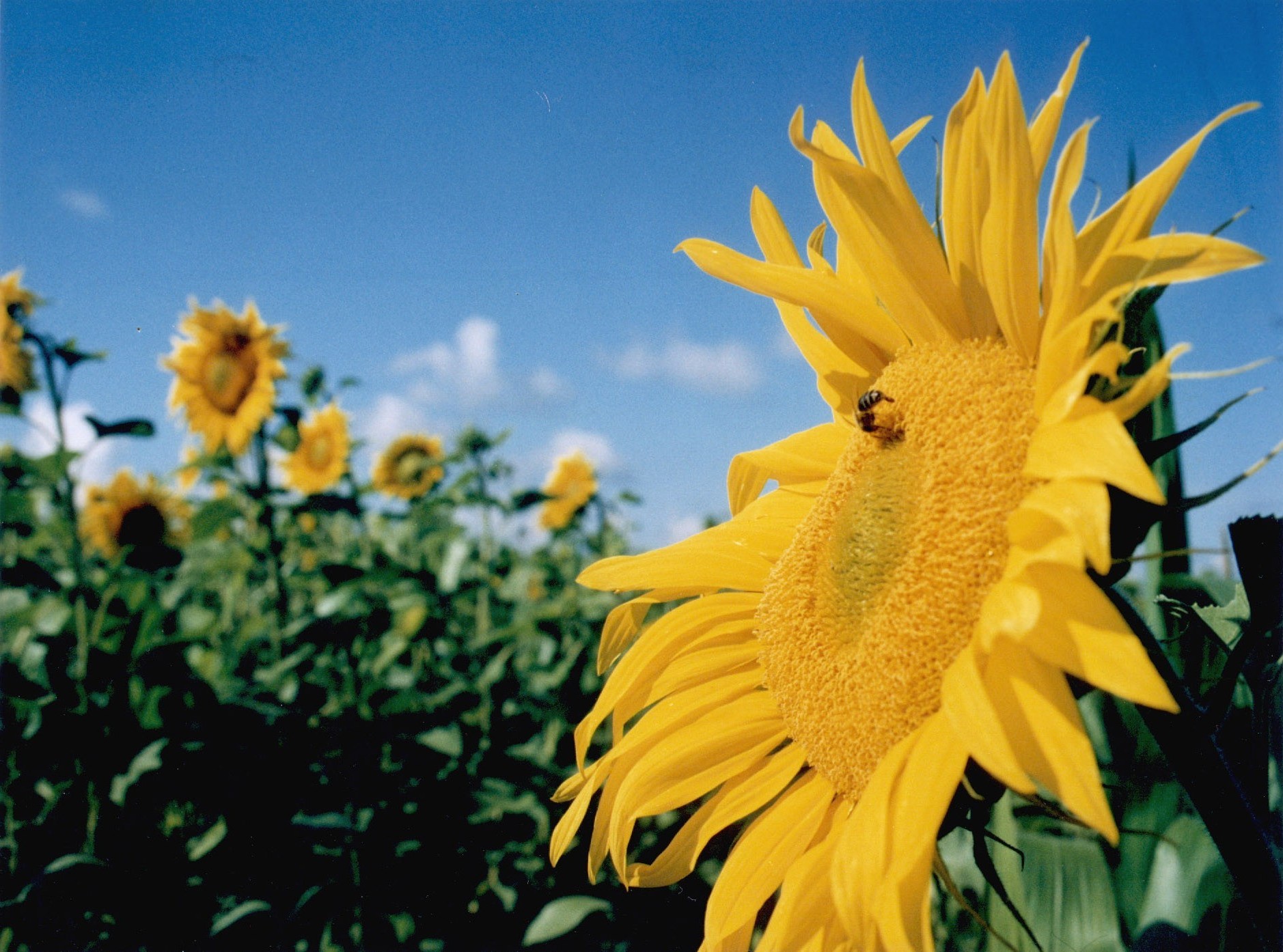 flores naturaleza verano flor flora girasol crecimiento brillante buen tiempo hoja al aire libre sol jardín campo rural color agricultura heno brillante soleado