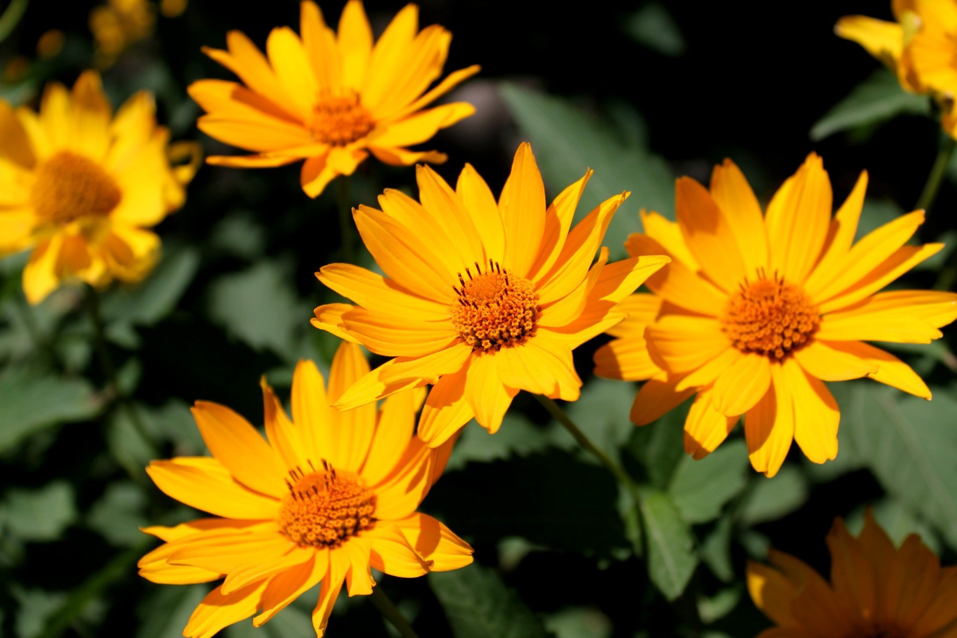 fleurs nature fleur été feuille croissance flore jardin lumineux pétale bluming