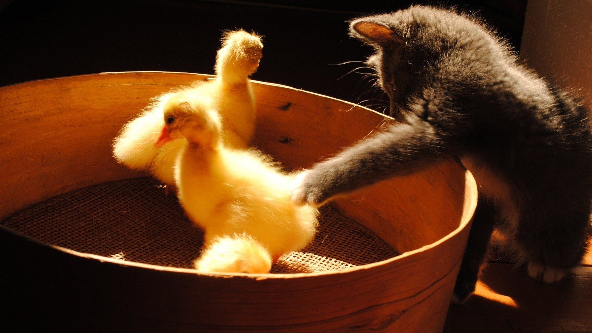 tiere säugetier eins katze haustier essen kind drinnen hund