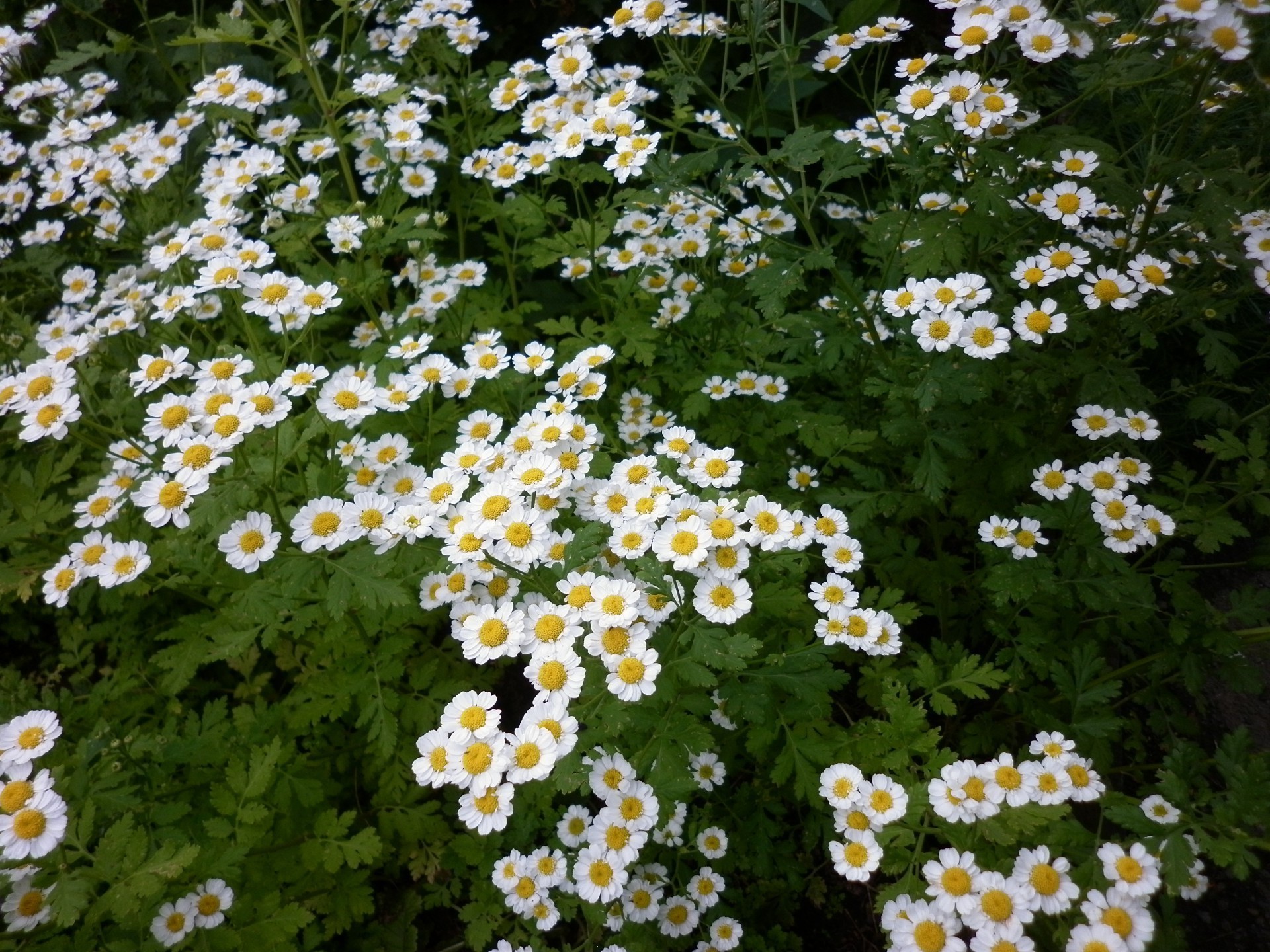 flowers flower nature flora summer garden floral leaf blooming petal growth wild chamomile field hayfield season bed grass color bright