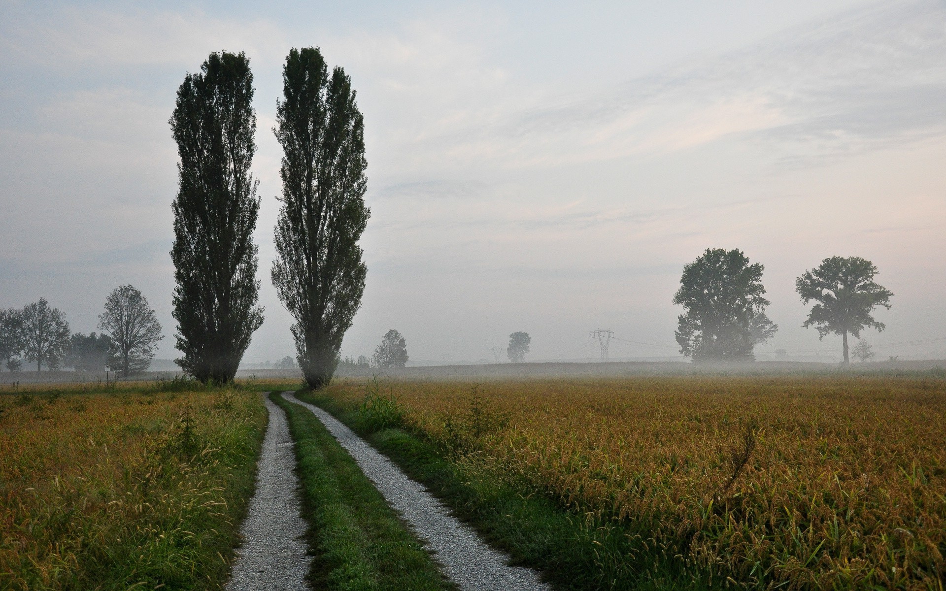 road landscape fog agriculture countryside tree dawn cropland field rural outdoors nature farm grass sky mist daylight fall sunset