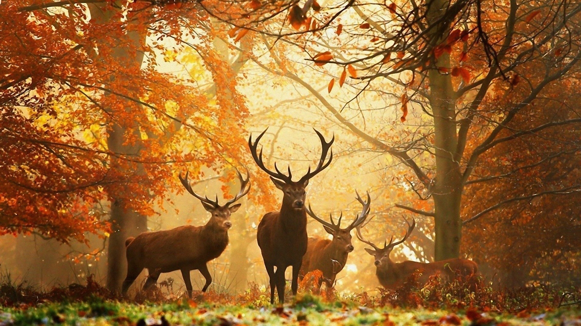 deer fall wood leaf tree outdoors mammal season nature antler park