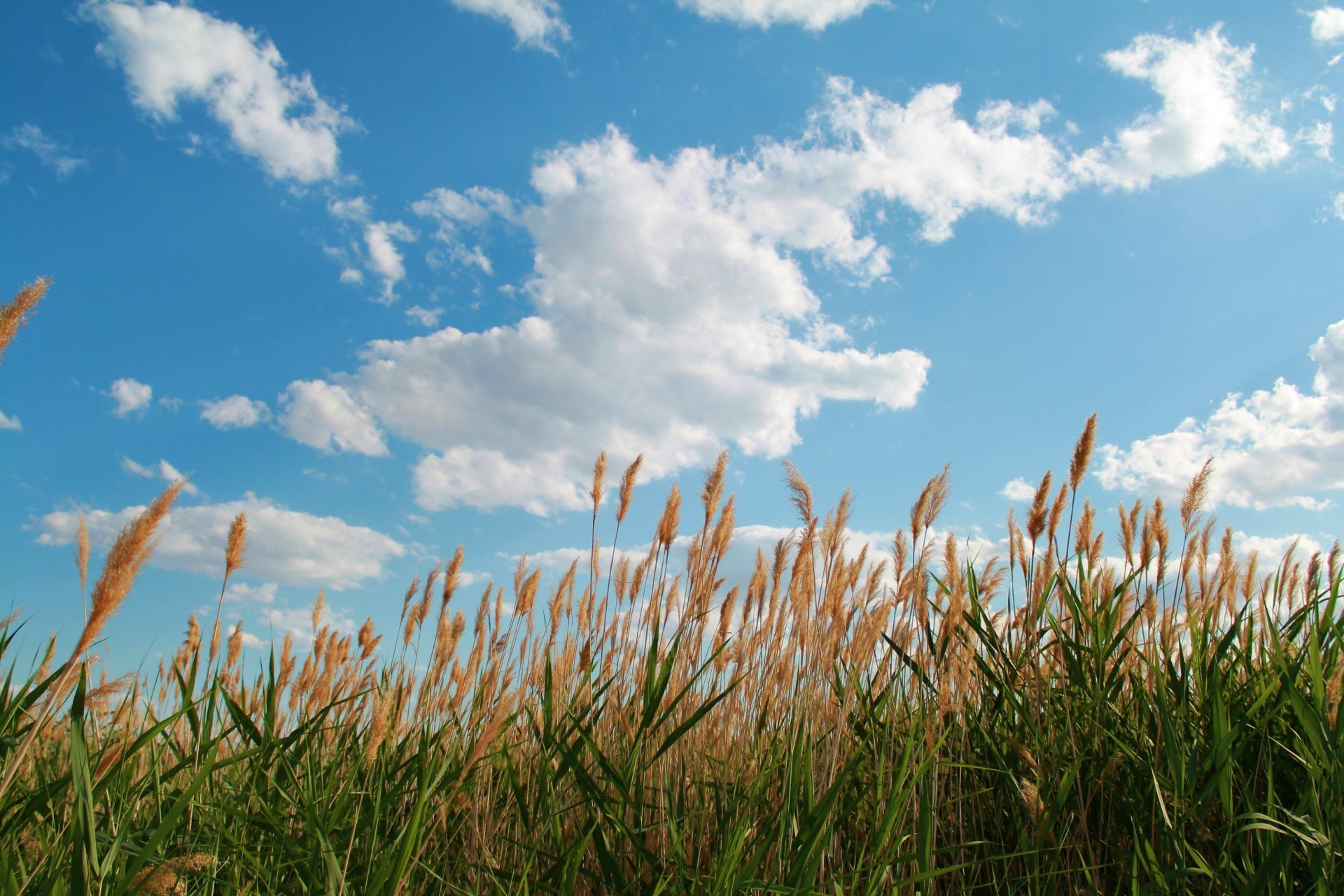 champs prairies et vallées champ herbe céréales blé ciel soleil ferme foin été paysage nature pâturage croissance rural maïs à l extérieur beau temps