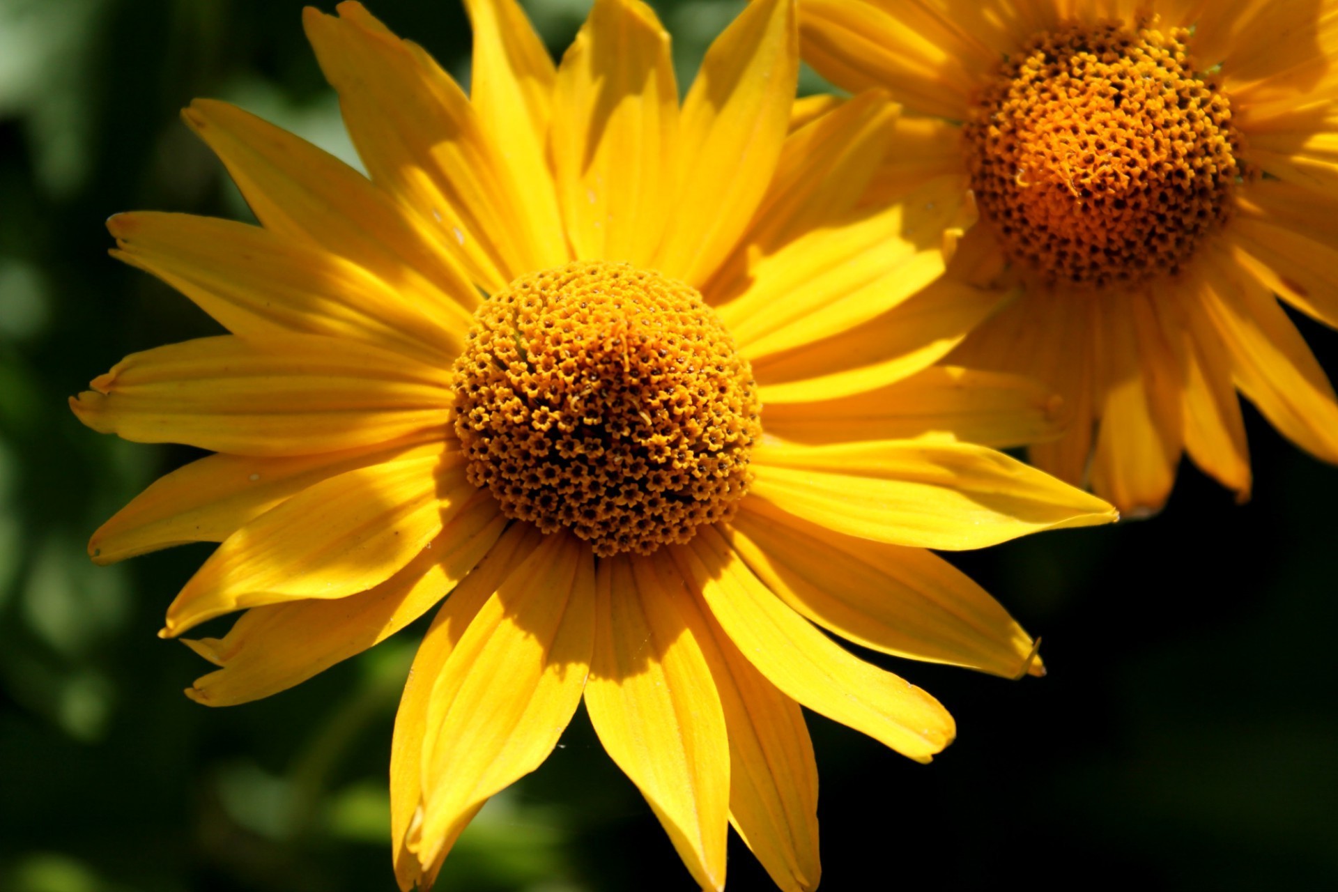 çiçekler doğa çiçek flora yaz parlak bahçe yaprak petal renk ayçiçeği polen çiçek büyüme güzel çiçeklenme