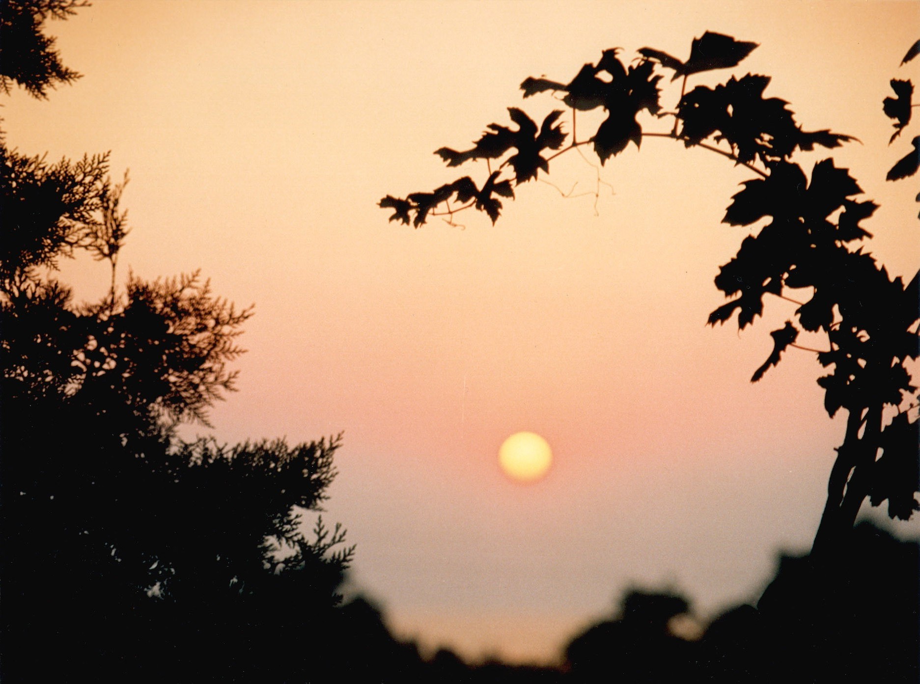 puesta de sol y amanecer silueta puesta de sol árbol sol amanecer iluminado cielo noche naturaleza luz paisaje luna crepúsculo al aire libre invierno