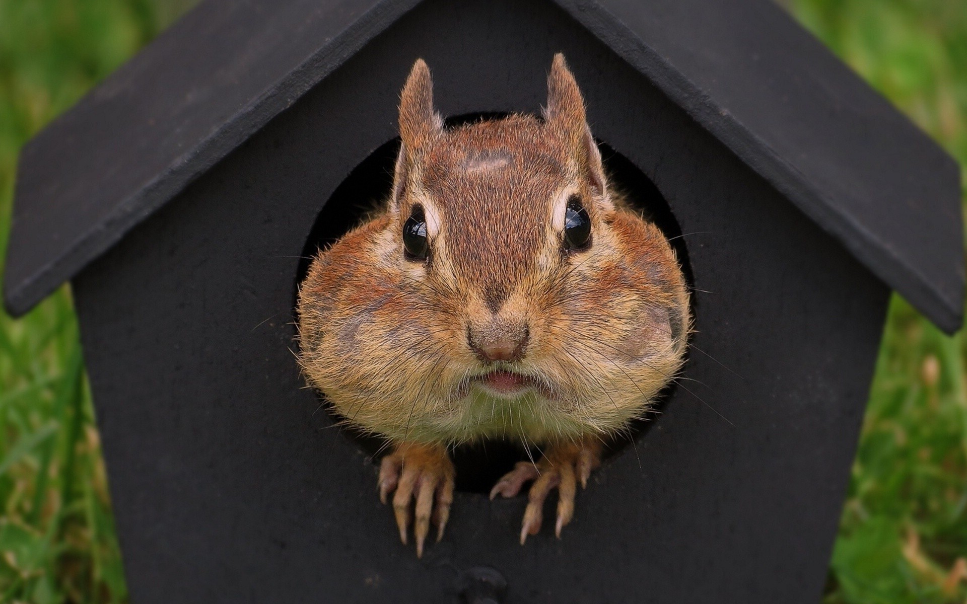 rodents rodent mammal squirrel wildlife nature animal cute little backyard outdoors wild chipmunk