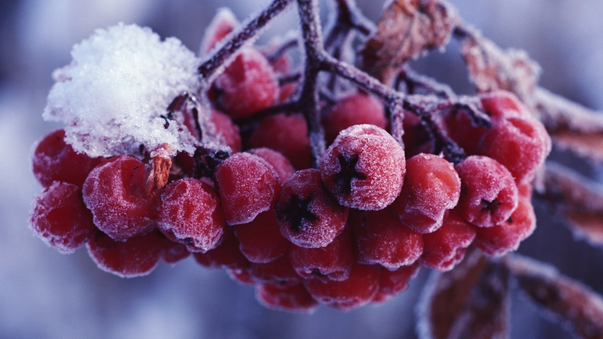 árvores frutas baga comida inverno geada natureza gelo close-up doce suculento confeitaria congelado framboesa delicioso cor desktop temporada