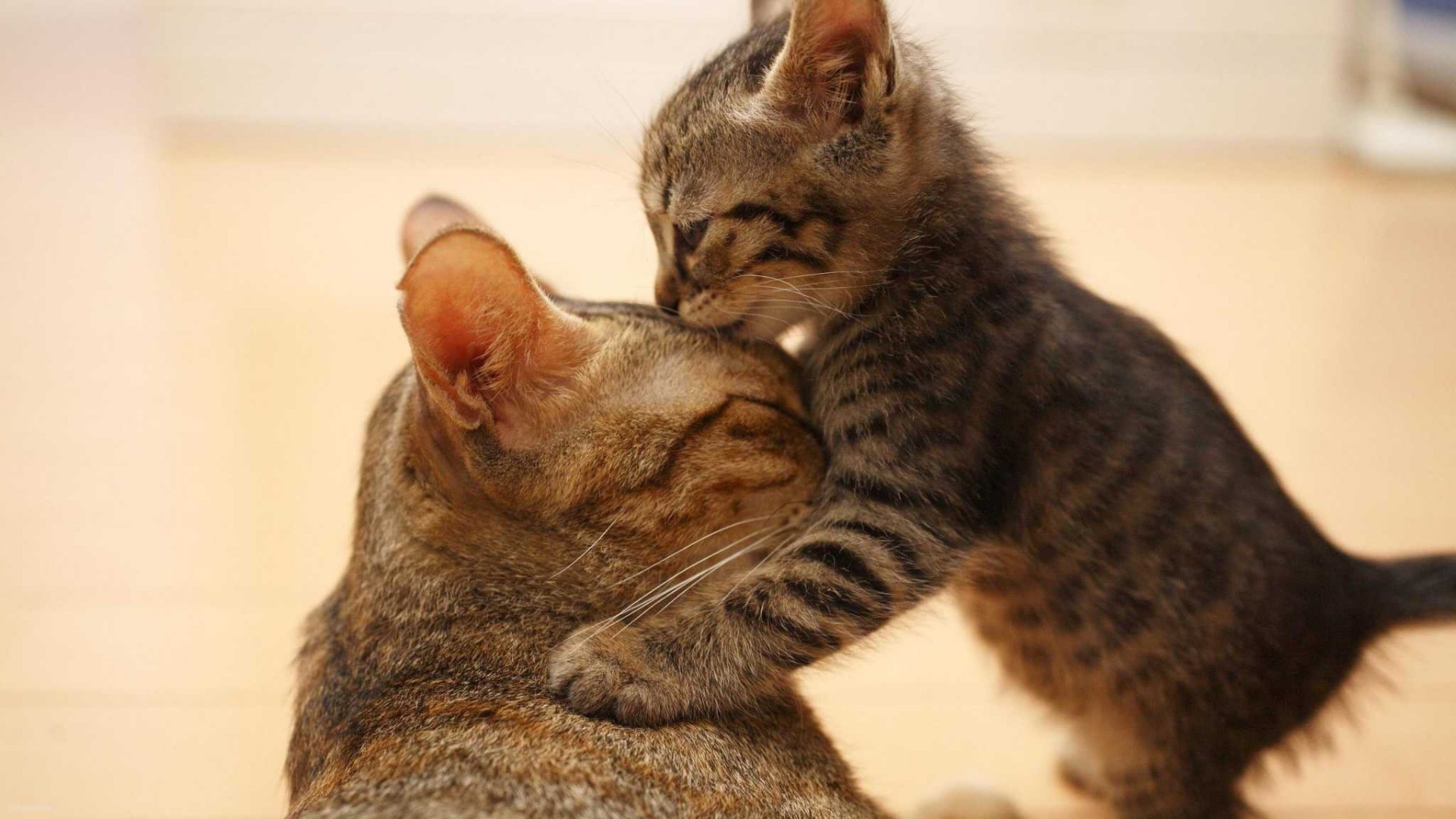 kediler kedi memeli evde beslenen hayvan sevimli portre kürk hayvan yavru kedi yerli bir otur göz çocuk tarama küçük bıyık