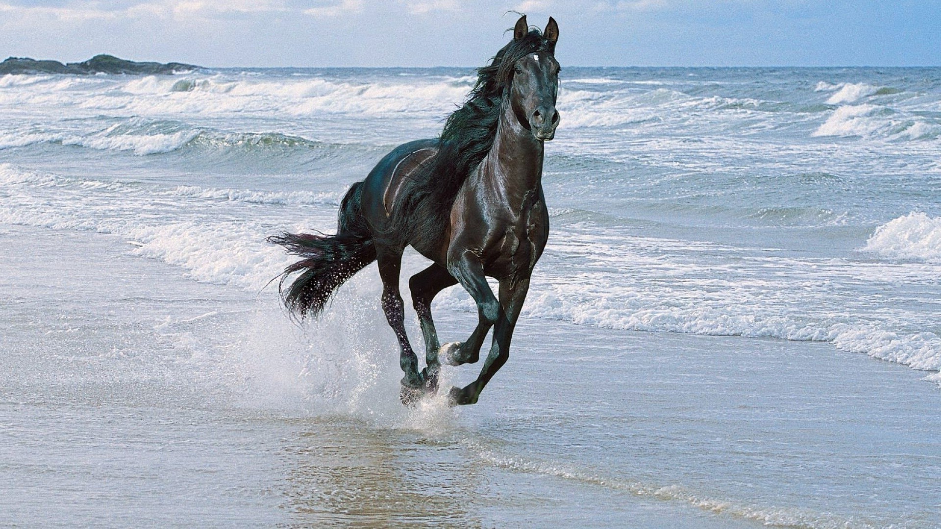 horses cavalry horse water mammal mare beach sea motion ocean equestrian seashore outdoors sitting sky