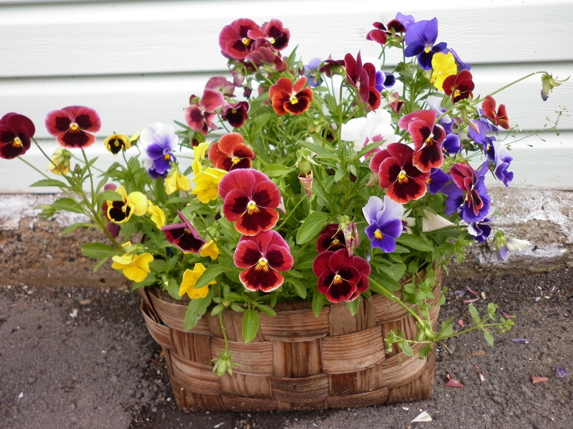 çiçek buketi çiçek bahçe flora doğa pot yaz yaprak buket çiçek renk çiçeklenme pot dekorasyon parlak büyüme vazo sezon sepet düzenleme