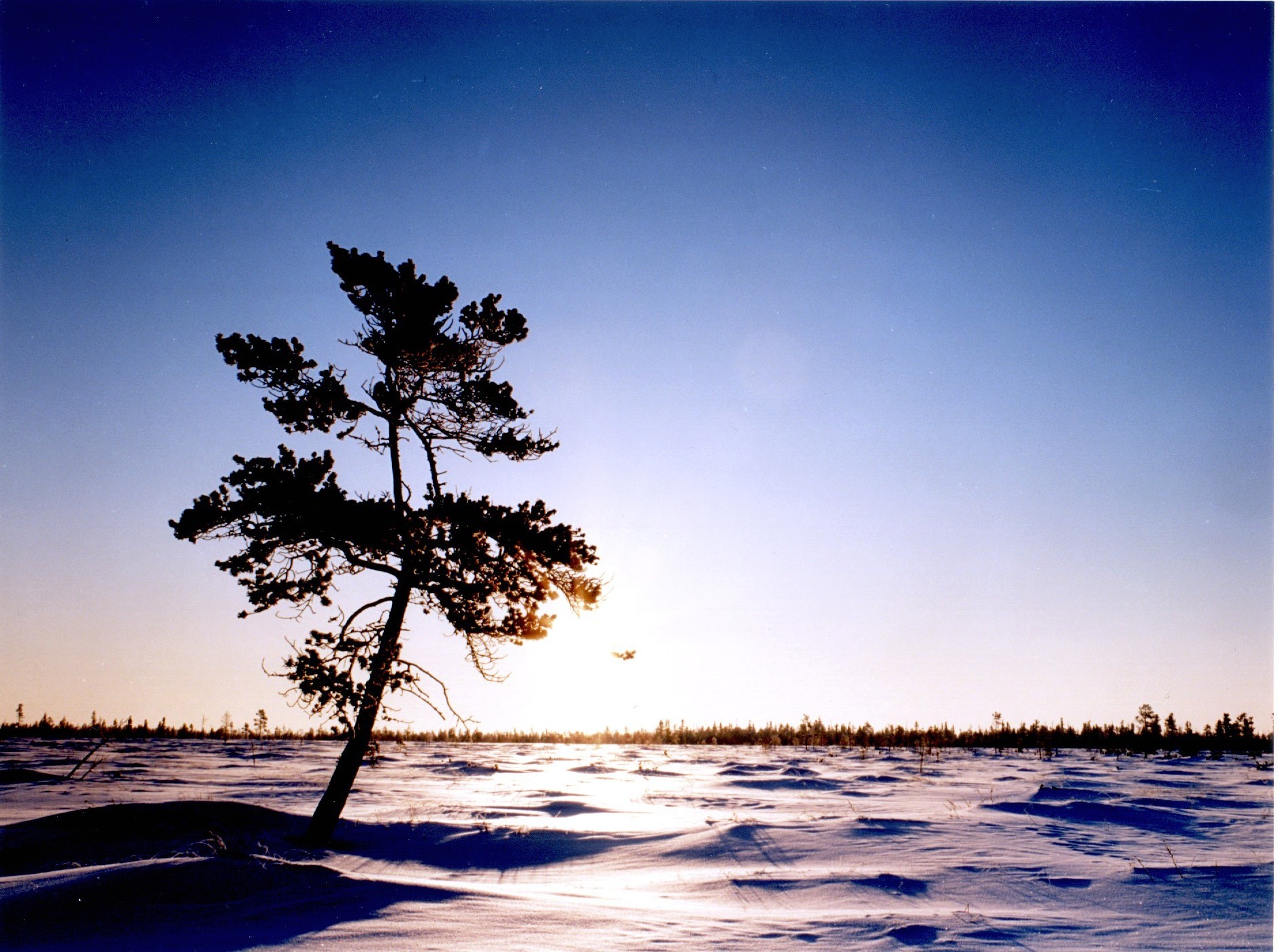 trees sunset tree dawn sky nature sun winter evening landscape dusk water moon silhouette beach snow lake alone sea