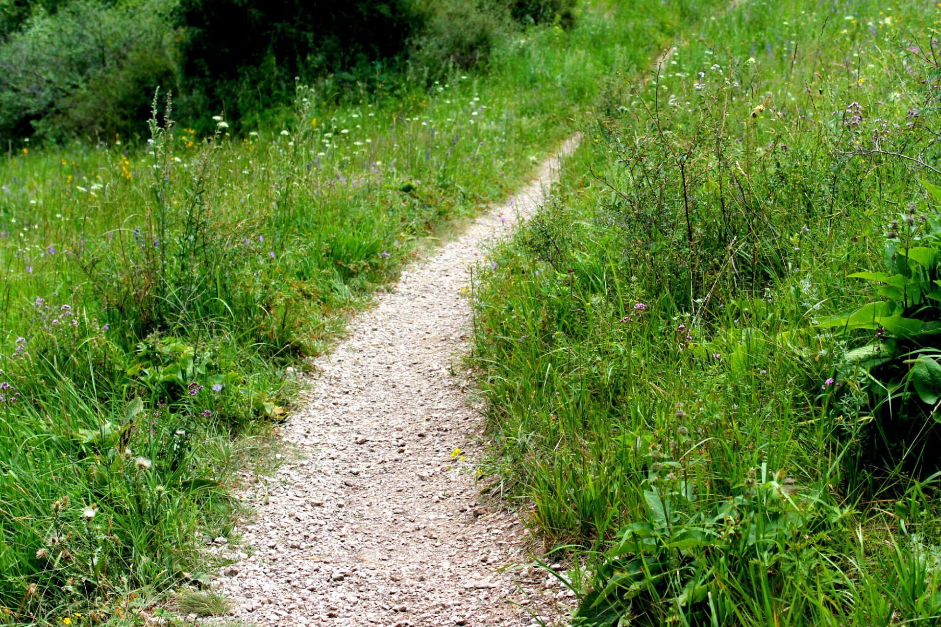 carretera hierba naturaleza flora verano paisaje al aire libre hoja medio ambiente crecimiento suelo heno campo guía temporada jardín césped flor madera parque