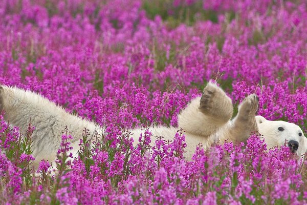 Orso polare tra i fiori in natura