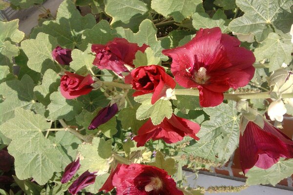 Nature and flora. Flowers in leaves