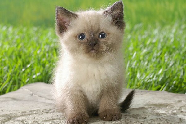 Joli petit chaton sur fond avec de l herbe