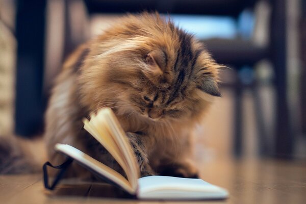 Flauschige Katze liest leidenschaftlich ein Buch