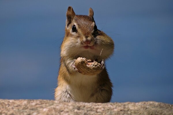 Squirrel eats walnuts straight from the shell