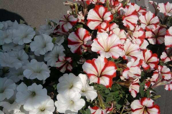 Nature et flore. Fleur et lipestock