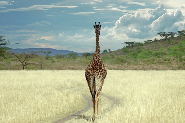 Giraffe in the wild outdoors