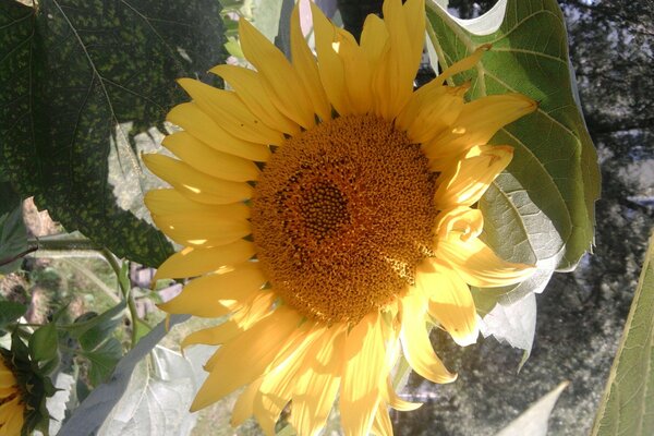 Feuille de tournesol en étésur la nature