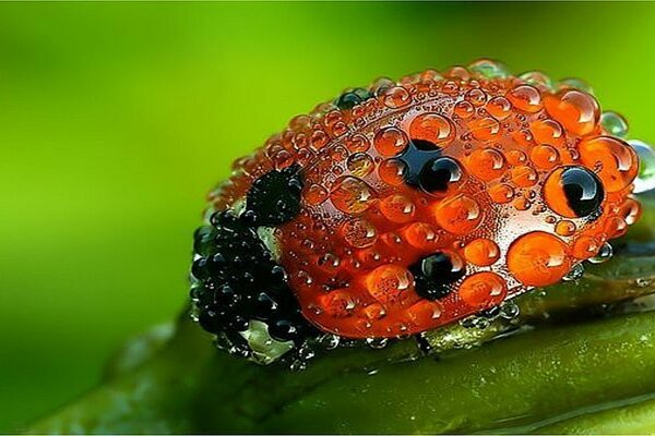 Coccinella in gocce su un filo d erba