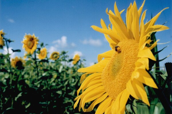 Yellow sunflowers in summer