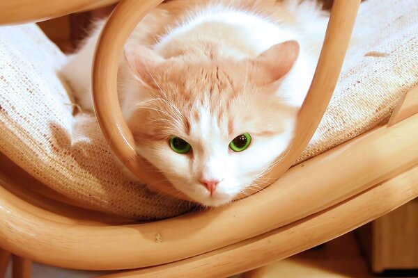 Portrait of a cute cat with emerald eyes