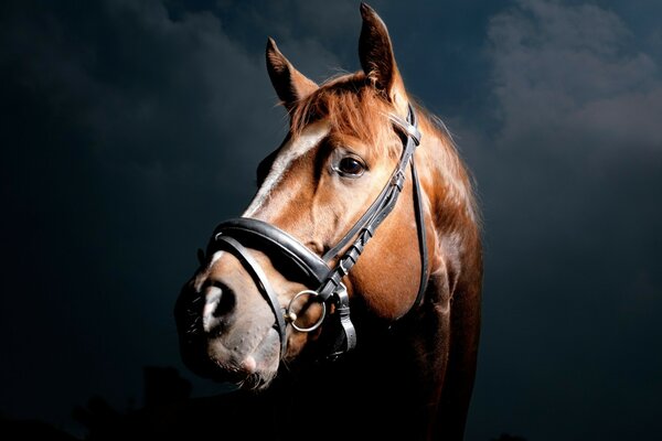 Un retrato de un caballo mamífero