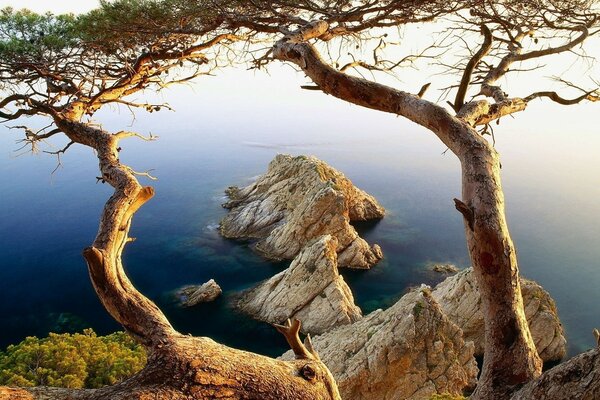 Nature, arbre sur les rochers et les rochers