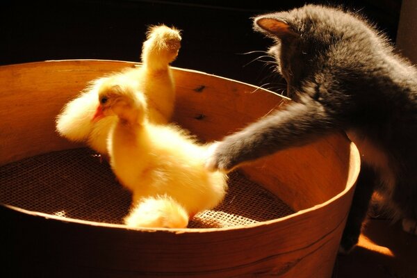 Chaton s accroche à la patte des poussins