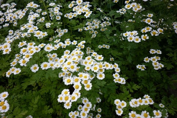 Gänseblümchen und andere Blumen für weibliche Freude