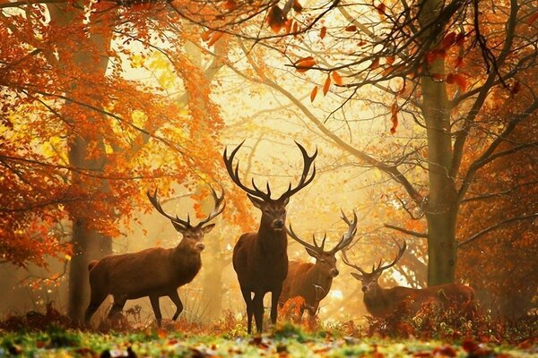 Vier erwachsene Rehe im Herbstwald