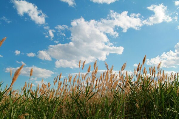 Gras auf einer Wiese im Flockentalfeld