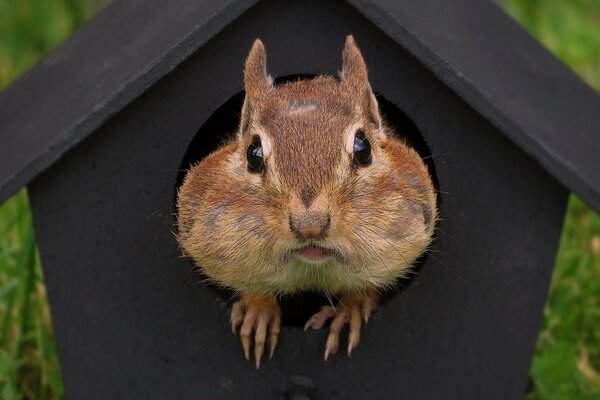 A red-haired rodent leaned out of the birdhouse