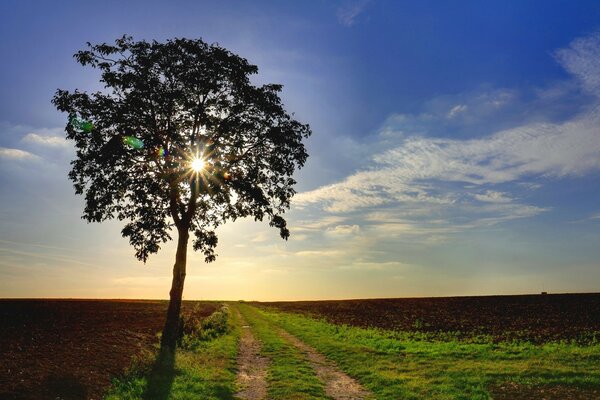 Ein einsamer Baum auf dem Feld, als ob die Sonne umhüllt