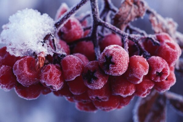 Árboles de invierno con bayas. Frutos