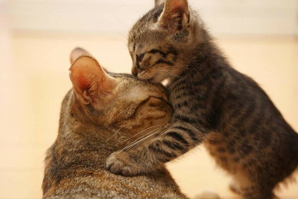 Gatos lindos, gato mamífero