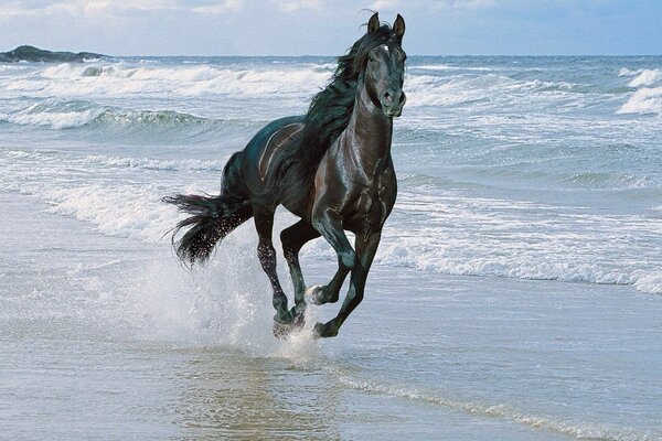 A black stallion gallops along the seashore