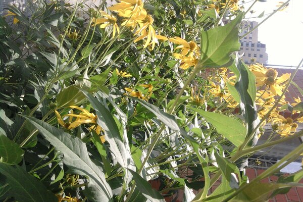 Blume mit Blatt im Garten. Flora