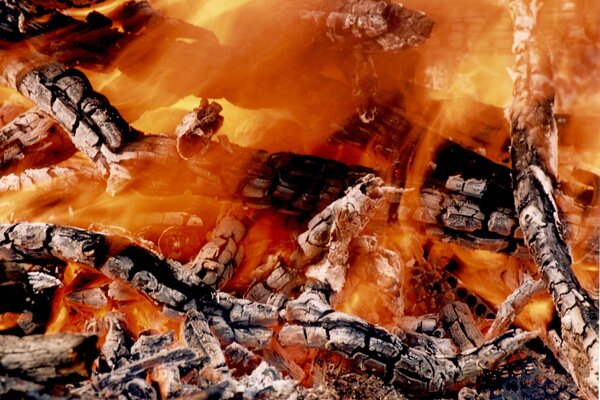 Hermosos árboles ardiendo, fuego brillante