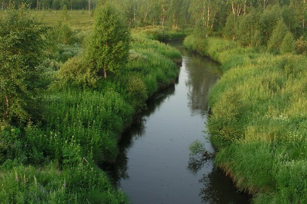 A thin stream in a green forest