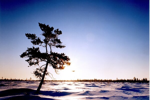 Un arbre solitaire rencontre l aube