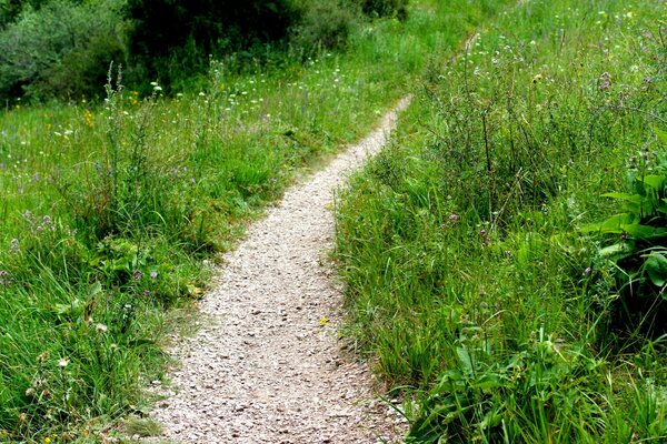 Sentiero estivo nella foresta