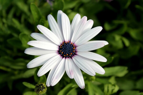 Weiße Blume auf grünem Hintergrund