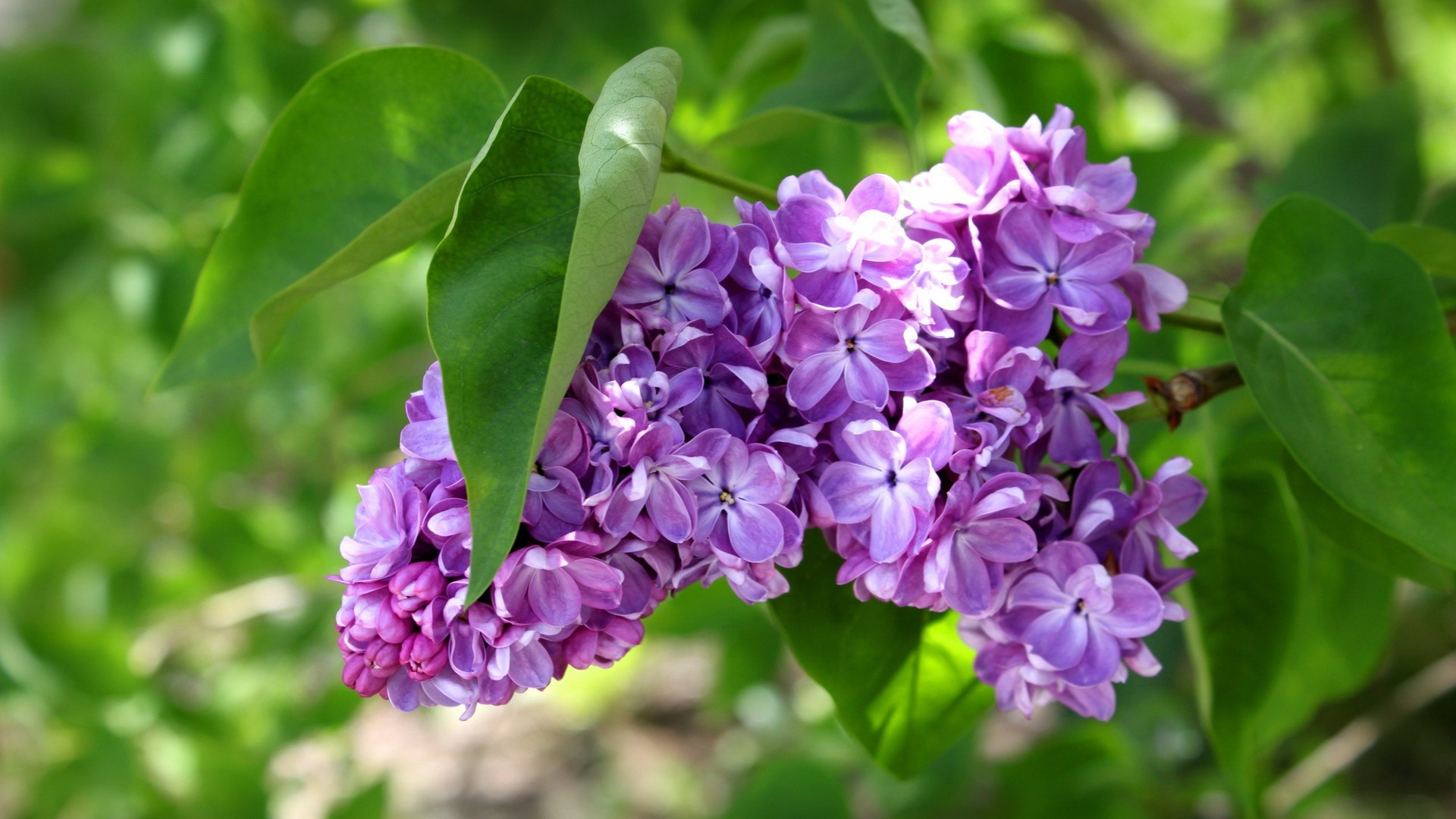 bäume natur flora blume blatt garten floral sommer blühen blütenblatt schön schließen hell farbe saison violet wachstum botanisch filiale park