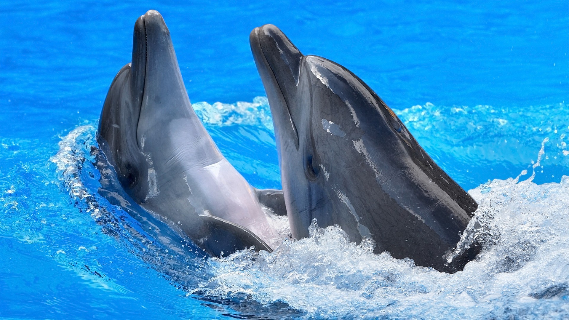 animaux ventilateurs dauphin eau baleine natation mammifère océan mer fin sous-marin en plein air marin